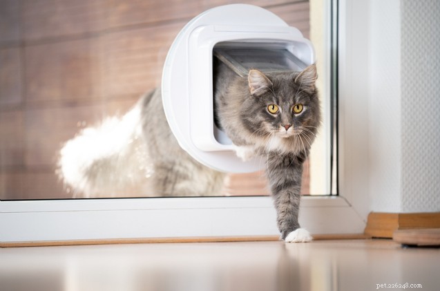 Top Cat Door Picks: Freedom & Convenience for Your Feline