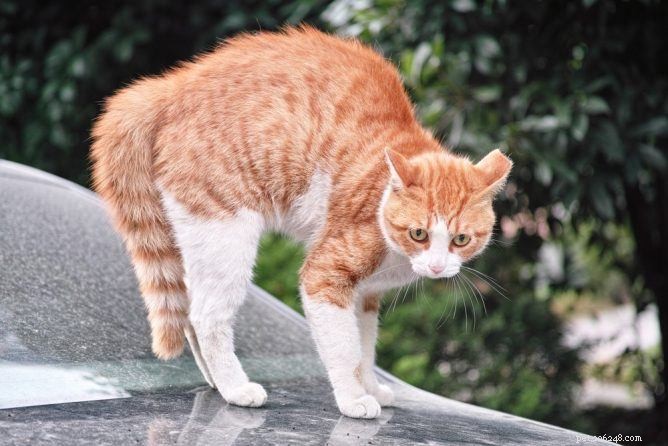 What Does an Arched Back Tell Your Cat? Decoding Feline Body Language