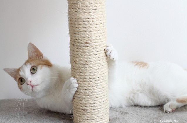 Premium Cat Scratching Posts – Protect Your Home & Your Feline’s Claws