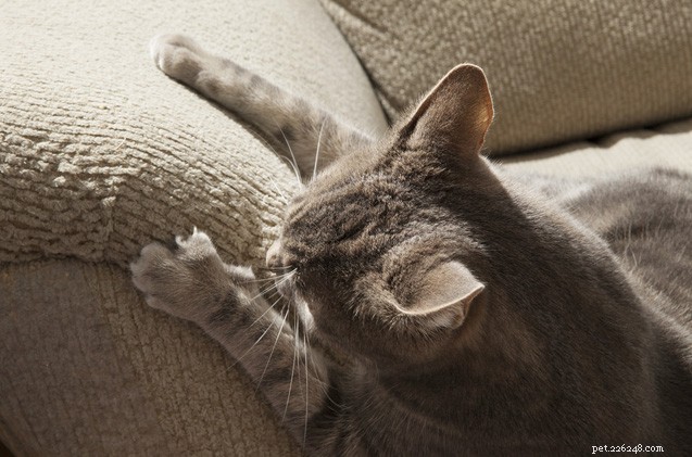 Choose Cat‑Friendly Furniture: Prevent Scratching Damage