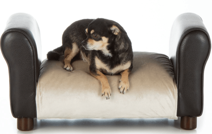 Top Cat Sofas: Stylish, Cozy Beds for Your Feline Friend