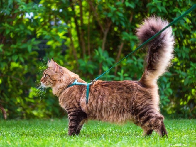 The Ultimate Guide to Choosing the Best Cat Harnesses for Safe Outdoor Adventures