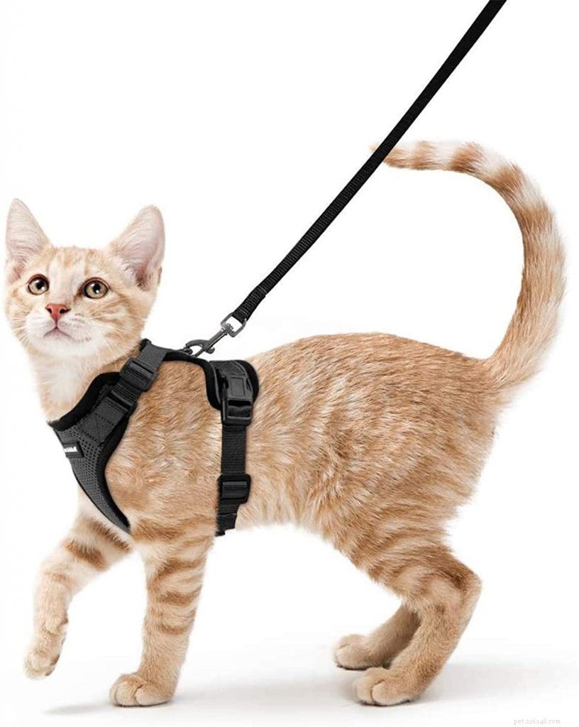 The Ultimate Guide to Choosing the Best Cat Harnesses for Safe Outdoor Adventures