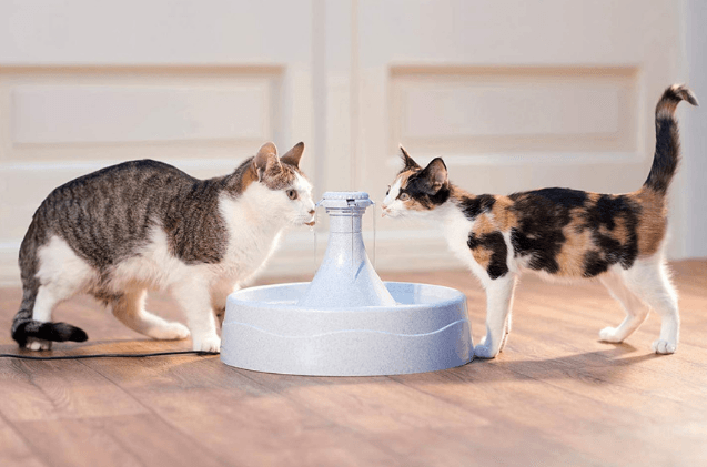 Top Water Fountains for Cats: Keep Your Feline Hydrated