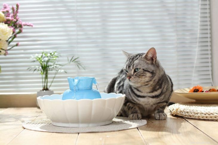 Top Water Fountains for Cats: Keep Your Feline Hydrated
