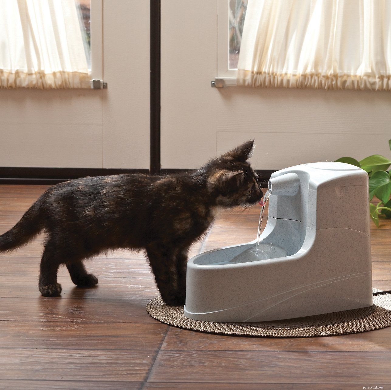 Top Water Fountains for Cats: Keep Your Feline Hydrated