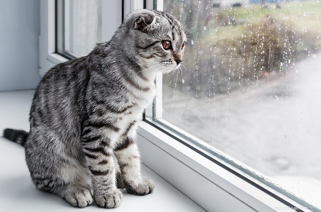 Managing Your Cat s Separation Anxiety: Practical Tips for a Calm, Happy Pet