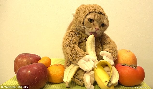 9 Surprising Things Cats Love to Lick – What It Means for Your Feline
