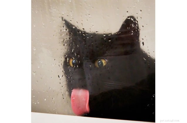 9 Surprising Things Cats Love to Lick – What It Means for Your Feline