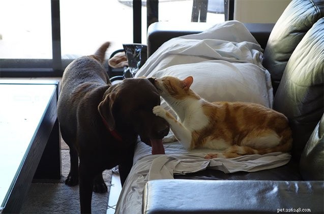 9 Surprising Things Cats Love to Lick – What It Means for Your Feline