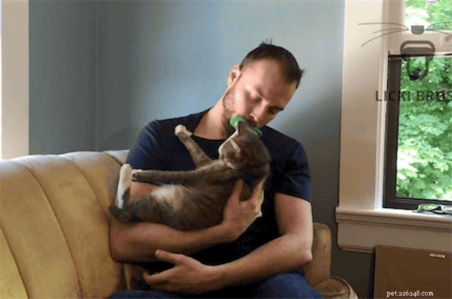 9 Surprising Things Cats Love to Lick – What It Means for Your Feline