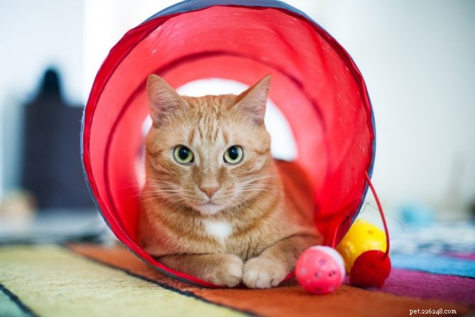 Top Cat Tunnels for Play, Comfort & Safety