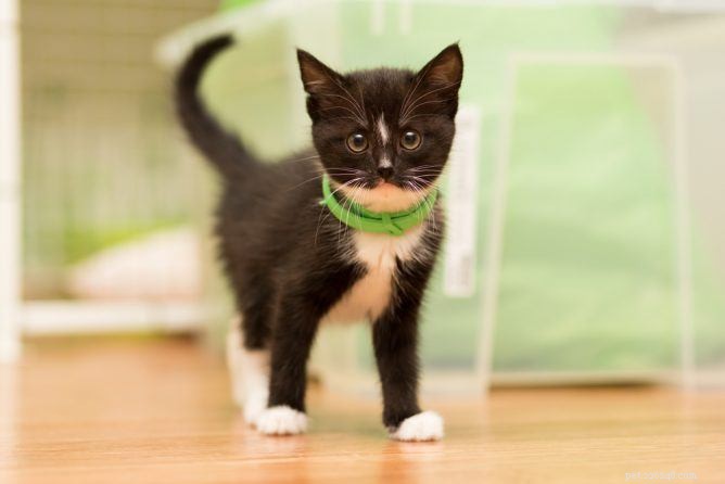 Best Cat Flea Collars: Safe, Effective & Pet-Friendly
