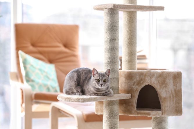 Top Cat Trees for Comfort, Play, and Safety