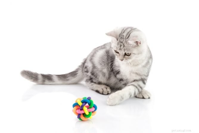 Top 10 Cat Ball Toys for Endless Play & Exercise