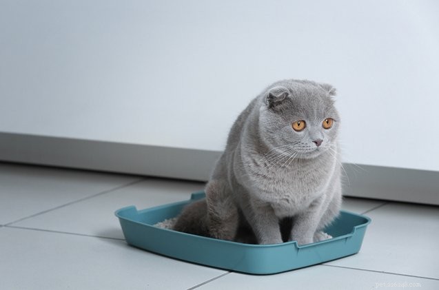 Why Your Cat Evades the Litter Box and How to Fix It
