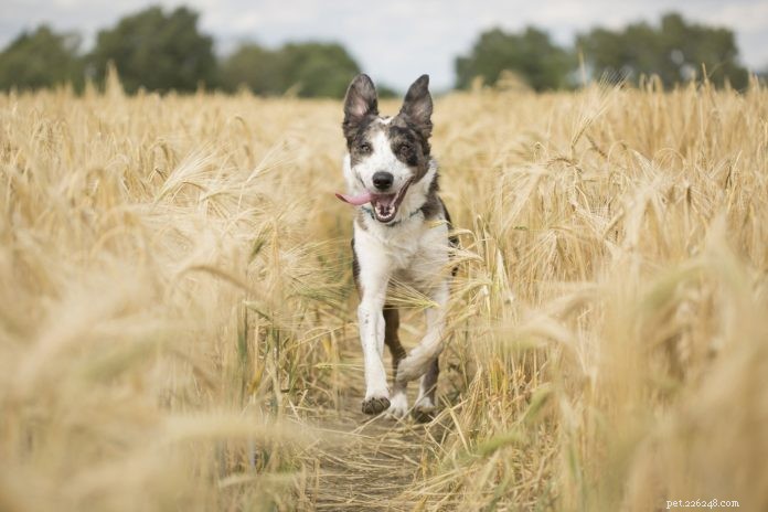How to Prevent and Manage Arthritis in Your Pet: Natural Solutions & Joint Care