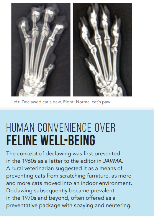 Why Declawing Cats is Harmful: A Guide to Humane Alternatives