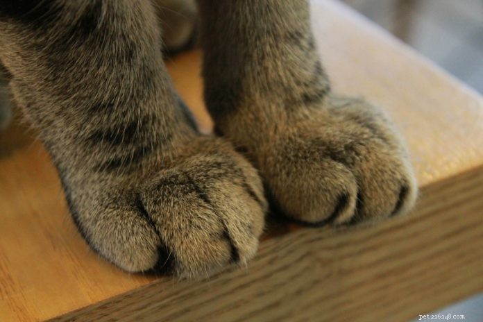 Why Declawing Cats is Harmful: A Guide to Humane Alternatives