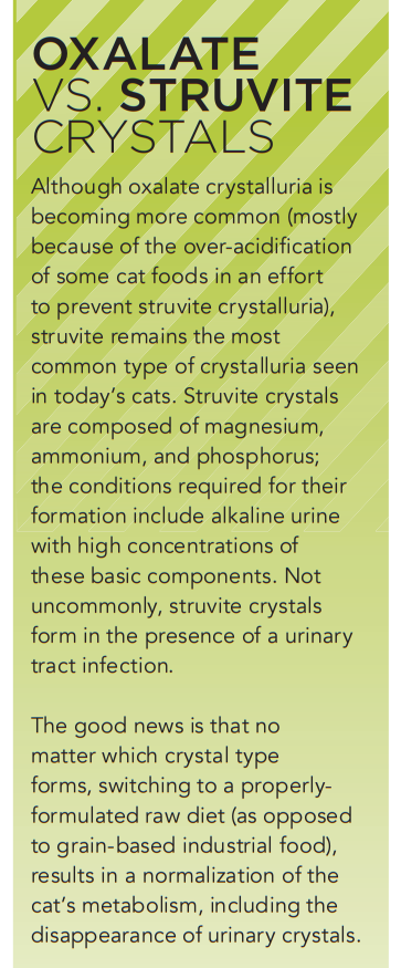 Preventing FLUTD in Cats: The Power of a Raw Diet