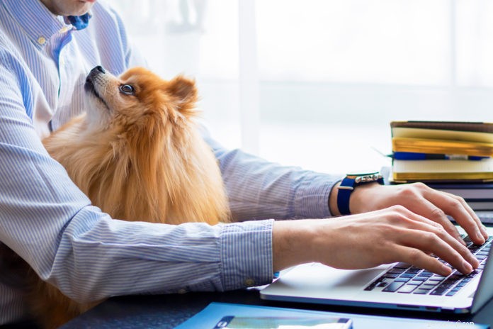 Maximizing Productivity While Working from Home with Pets