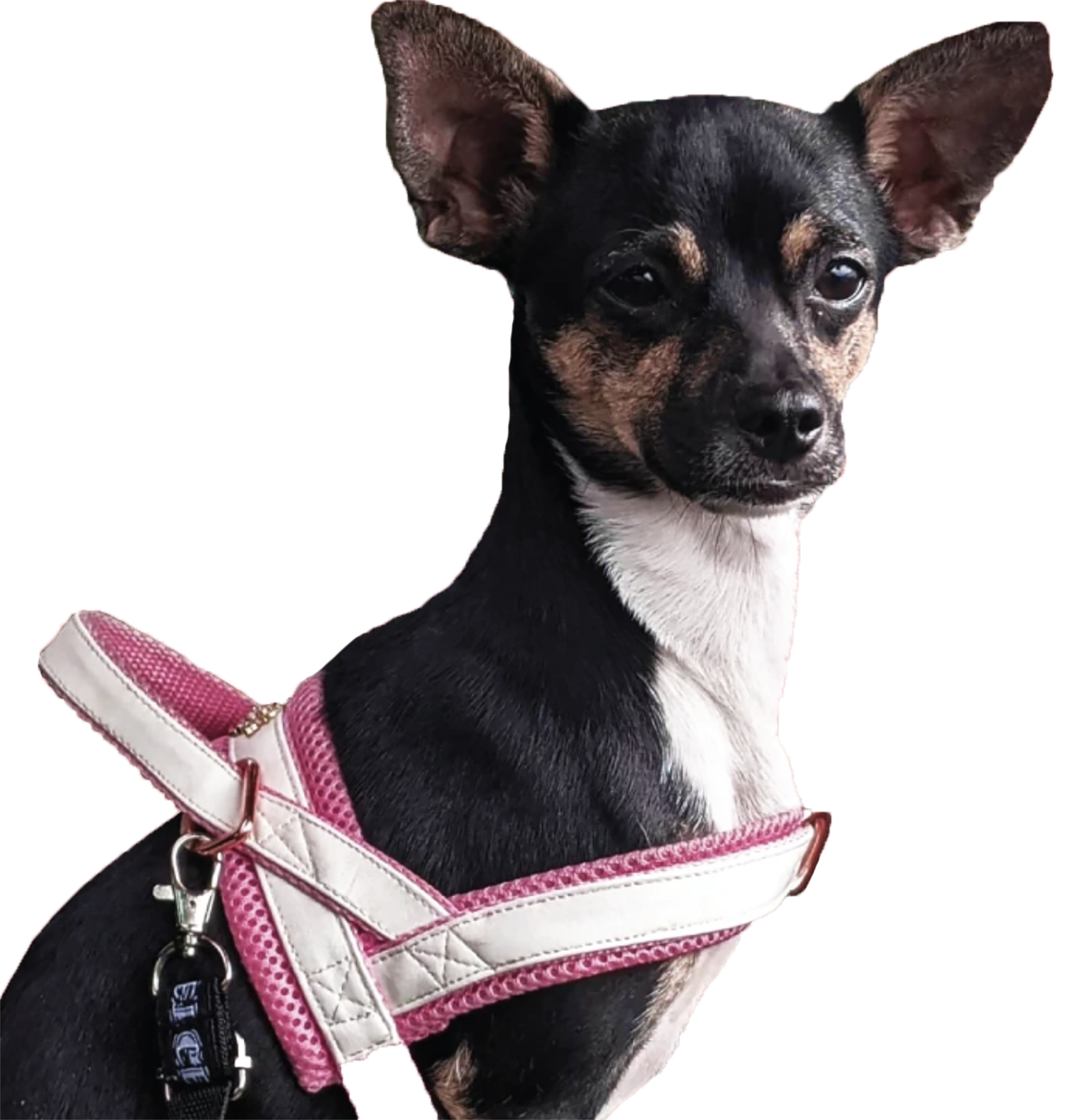 Premium No-Pull Harnesses: Safer, More Effective Solutions for Your Dog