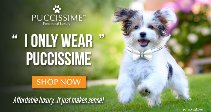 Premium No-Pull Harnesses: Safer, More Effective Solutions for Your Dog