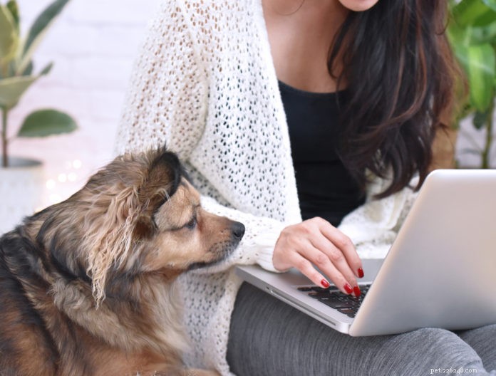 Premium No-Pull Harnesses: Safer, More Effective Solutions for Your Dog