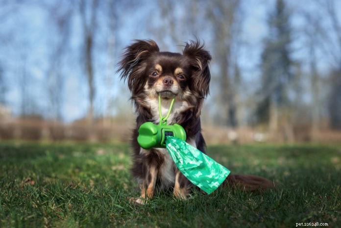 Eco‑Friendly Pet Waste Disposal: Sustainable Solutions for You and the Planet