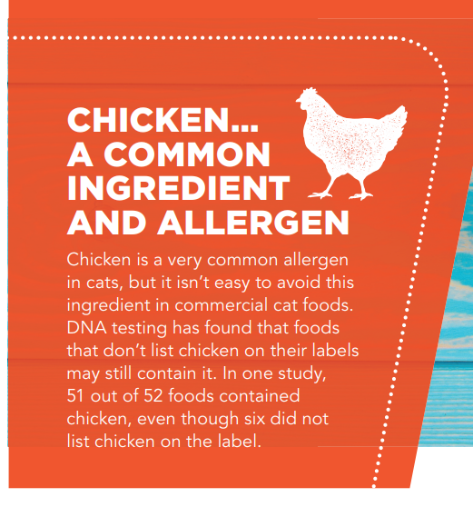 Cat Food Allergy vs Intolerance: Spotting and Treating Your Feline’s Digestive Issues