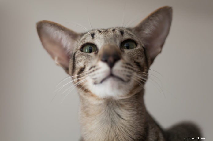 Understanding Feline Hyperesthesia: Causes, Symptoms, and Treatment