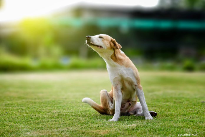 Nutritional Strategies to Heal Your Dog’s or Cat’s Skin From the Inside Out