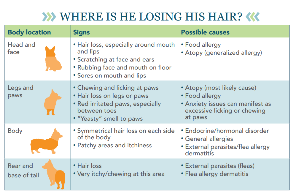 What Causes Hair Loss in Dogs and Cats? Expert Guide to Diagnosis and Treatment