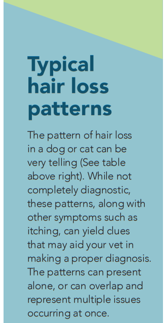 What Causes Hair Loss in Dogs and Cats? Expert Guide to Diagnosis and Treatment