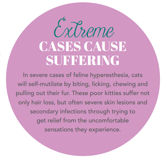 Understanding Feline Hyperesthesia: Causes, Symptoms, and Treatment