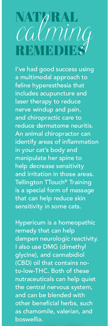 Understanding Feline Hyperesthesia: Causes, Symptoms, and Treatment