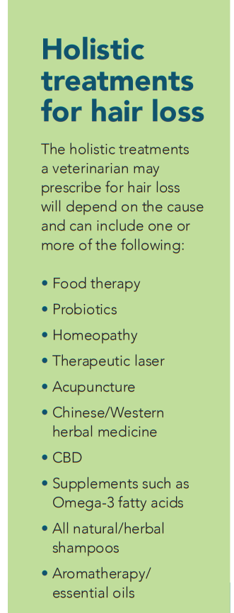 What Causes Hair Loss in Dogs and Cats? Expert Guide to Diagnosis and Treatment