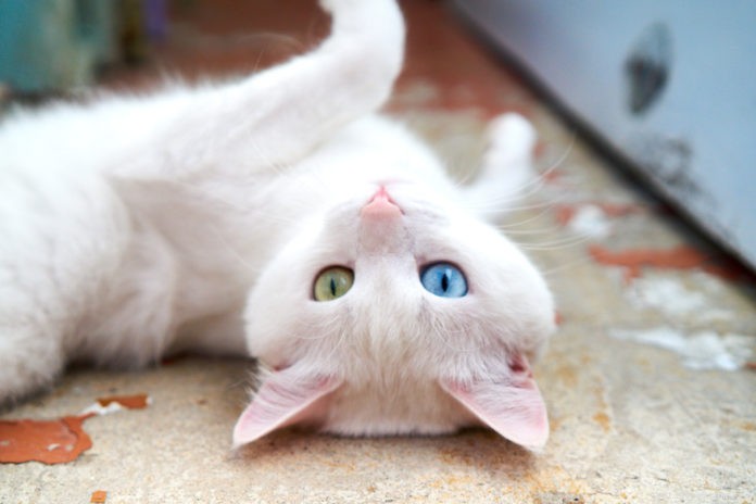 Unlock Your Cat’s DNA: Discover Heritage, Health, and Personality Insights