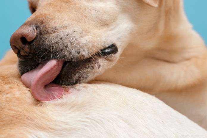 How Your Dog or Cat’s Skin Reveals Their Health: Key Signs to Watch