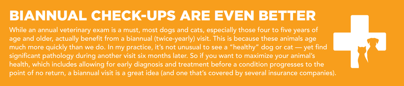 Your Pet’s Annual Vet Check‑Up: What to Expect & Why It Matters