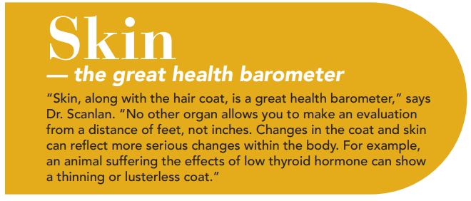 How Your Dog or Cat’s Skin Reveals Their Health: Key Signs to Watch