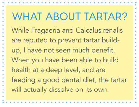 Homeopathy for Your Pet’s Dental Health: Safe, Targeted Relief