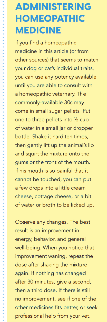 Professional Homeopathic Solutions for Your Dog or Cat’s Dental Health