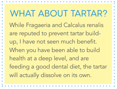 Professional Homeopathic Solutions for Your Dog or Cat’s Dental Health