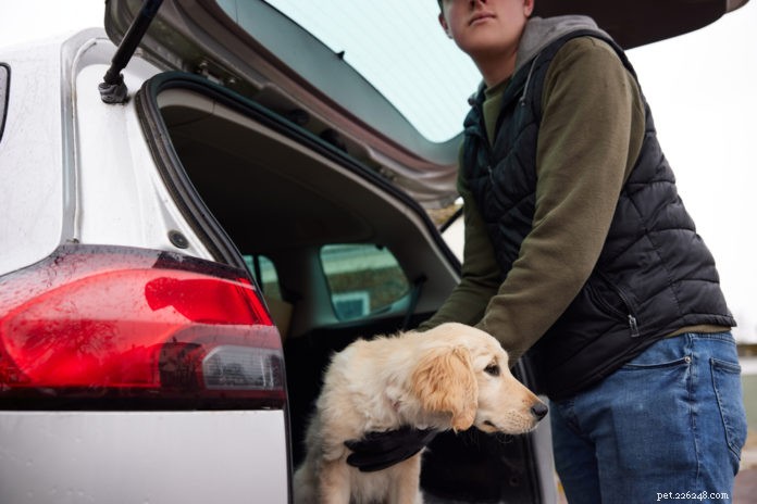 Protect Your Pets: Proven Tips to Prevent Theft Amid the Pandemic