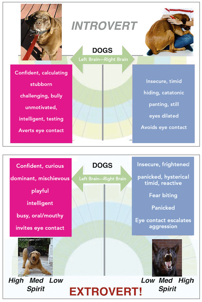 Reduce Vet Visit Stress by Managing Your Dog or Cat’s Emotional State
