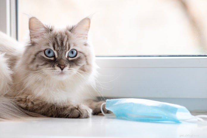 Can Cats Contract COVID-19? What You Need to Know.