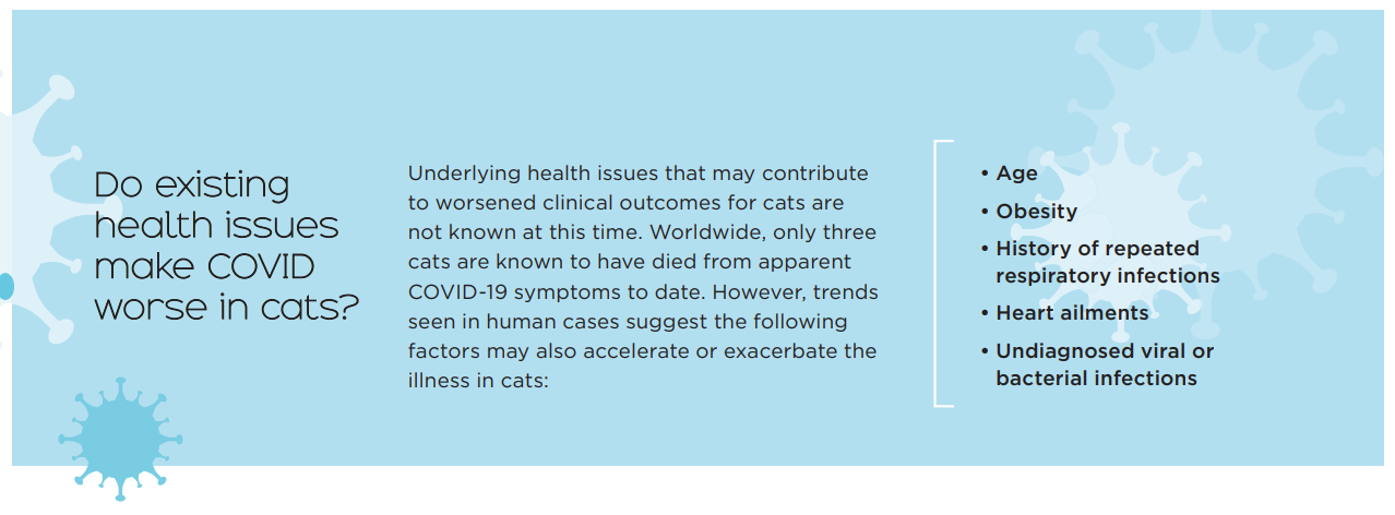 Can Cats Contract COVID-19? What You Need to Know.