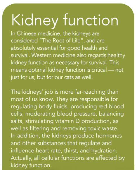 Acupressure: Safeguard Your Cat’s Kidney Health Naturally