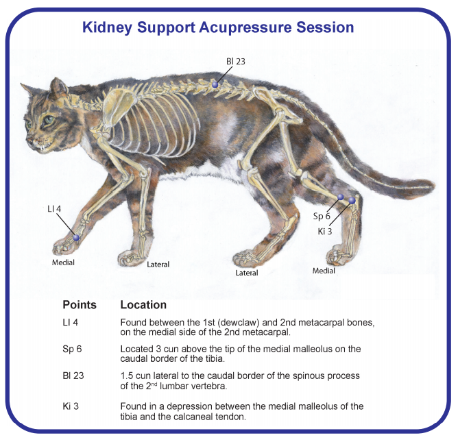 Acupressure: Safeguard Your Cat’s Kidney Health Naturally